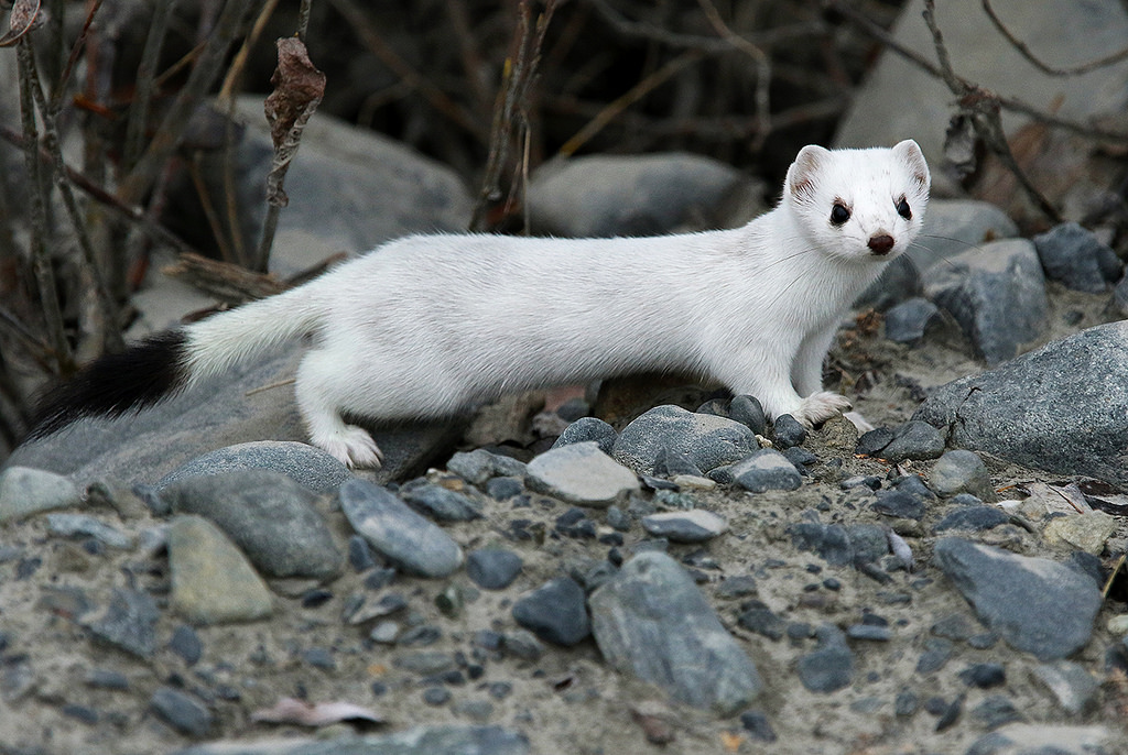 Short-Tailed Weasel in Ermine State
