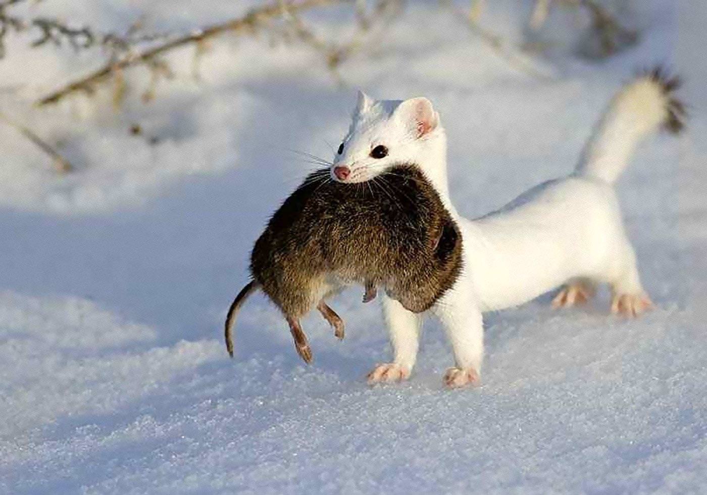 Ermine in the Snow