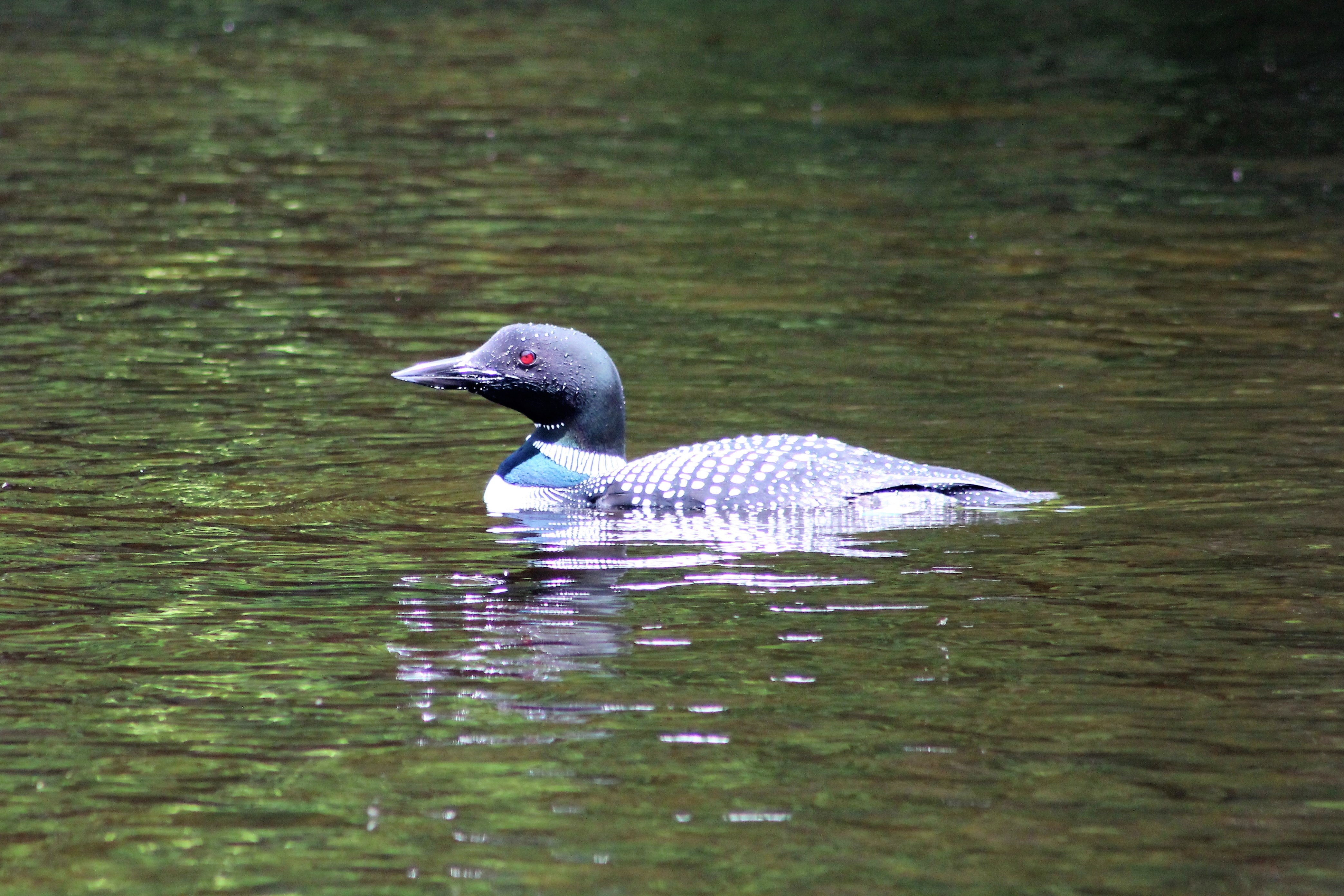 The Loon That Was Fishing With Us