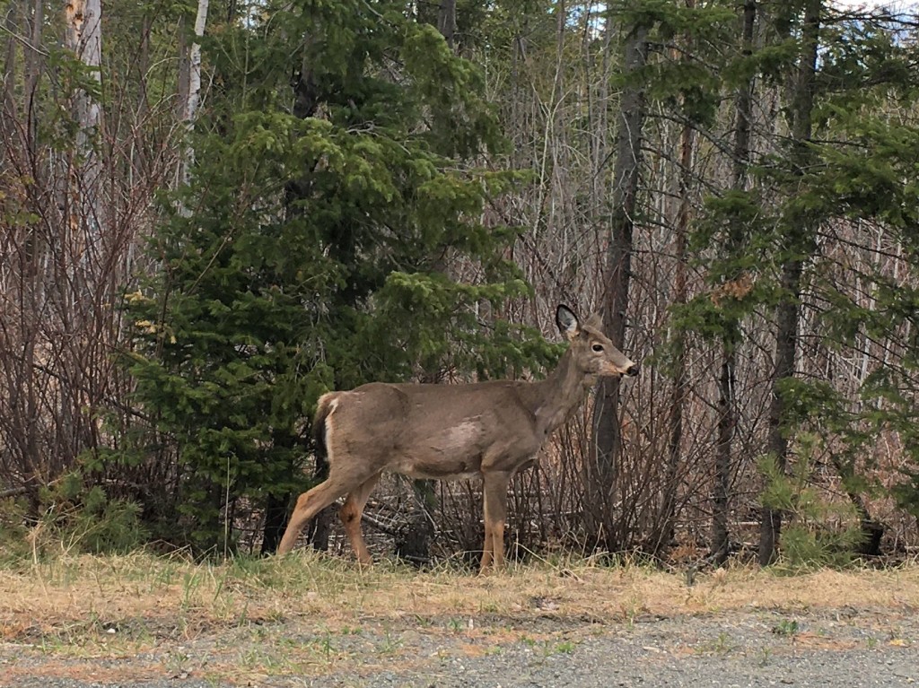 One of Nine Deer that We Saw on Monday